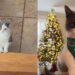 “Ele é diferente, mas perfeito”: jovem descobre que seu gatinho é anão e encontra um amigo para a vida inteira