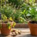 planta adubo