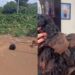 Dois cães acorrentados por anos são resgatados e caso no Rio Grande do Sul gera revolta