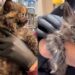 Gata chega a abrigo parecendo um balão prestes a estourar e deixa veterinários em choque