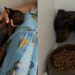 Cachorrinha vitima de maus tratos, encontra conforto nas mãos que cuidam dela durante exame