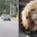 Cão é adotado após resgate, mas devolvido horas depois por algo estranho na boca