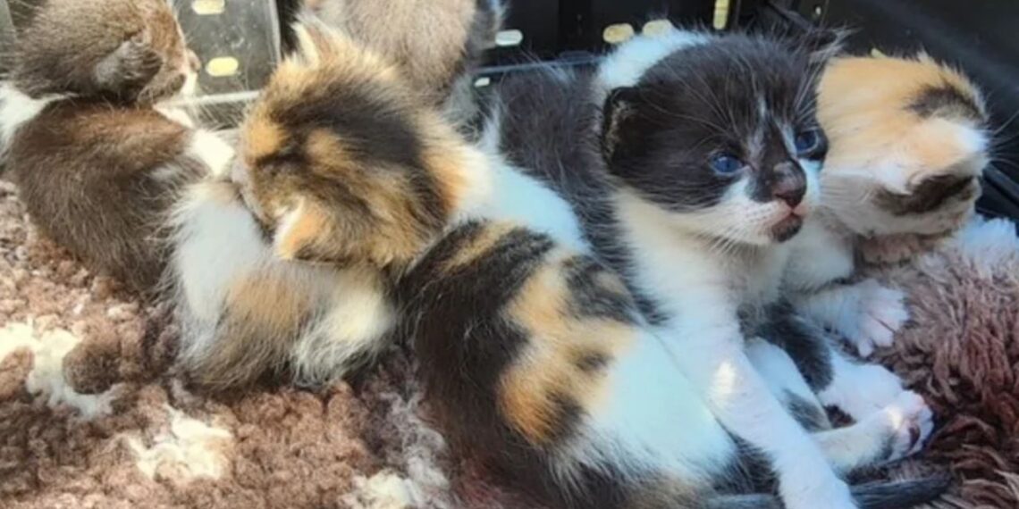 Vizinho encontra gata abandonada, ouve sons como de gatinhos perto da casa e corre para ajudar