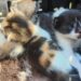 Vizinho encontra gata abandonada, ouve sons como de gatinhos perto da casa e corre para ajudar