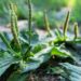 Tanchagem para a garganta: aprenda a usar essa erva poderosa em bochechos e compressas naturais