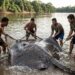 Animal colossal é encontrado no fundo do rio e detalhe chama atenção de pesquisadores de todo o mundo