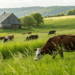 Estudo revela por que vacas se alinham ao norte e o motivo intriga cientistas