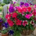 As 3 flores imortais que transformam qualquer quintal sem graça em um paraíso colorido