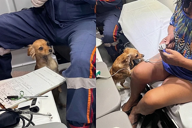 Ela percebeu que algo estava errado”: cachorrinha tenta ficar com tutora e emociona equipe do SAMU