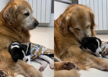 Ele não aceitava outros cães, até que uma “pulguinha” mudou tudo dentro de casa
