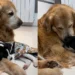 Ele não aceitava outros cães, até que uma “pulguinha” mudou tudo dentro de casa