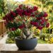 A planta de tronco gordo que não precisa de muita água e tem impressionado colecionadores com flores parecidas com rosas de jardim