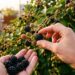 A fruta que manchava as mãos na infância dos nossos pais e pode ser cultivada em casa produzindo em poucos meses