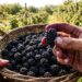 Como podar o pé de amora para obter mais frutos retirando os galhos que já produziram no ano anterior