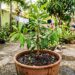 Aprenda a como plantar cravo-da-índia e colher flores aromáticas em casa