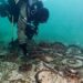 Arqueólogos seguiram uma mancha preta em um lago e descobriram mais de 1.000 artefatos romanos que foram recuperados