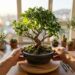 Como podar o bonsai de ficus para obter um crescimento denso cortando as pontas toda vez que nascerem três folhas novas