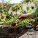 Os pimentões germinam como fermento: ao plantá-los no buraco, adicione uma colher de sopa de borra de café seca para dar nitrogênio