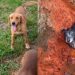 Resgate improvável mostra como um cão mudou o destino de uma cadela abandonada