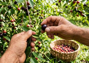 A fruta amazônica que os antigos conheciam e que pode ser cultivada em solos mais úmidos do quintal