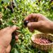 A fruta amazônica que os antigos conheciam e que pode ser cultivada em solos mais úmidos do quintal