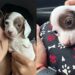 Cão sem patas dianteiras emociona em Goiânia e mostra como a adoção pode transformar vidas
