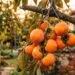 A fruta outonal que marcou as feiras da infância dos nossos pais e pode ser cultivada no quintal perdendo as folhas no inverno