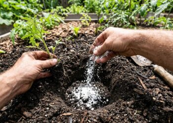 Os tomates germinam como fermento: ao plantá-los no buraco, adicione uma colher de sopa de pó de casca de ovo rico em cálcio