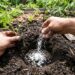 Os tomates germinam como fermento: ao plantá-los no buraco, adicione uma colher de sopa de pó de casca de ovo rico em cálcio