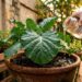 A couve cresce como fermento: ao plantá-la no buraco, regue com uma colher de sopa de infusão de cascas de ovo fervidas
