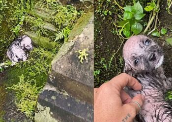 Cachorrinha encontrada congelando quase não sobrevive e resgate revela risco ignorado no frio