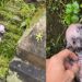Cachorrinha encontrada congelando quase não sobrevive e resgate revela risco ignorado no frio
