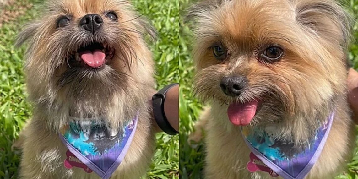 Avó resolve tosar a cachorrinha sozinha, mas resultado foge completamente do controle: “Criou uma nova raça”
