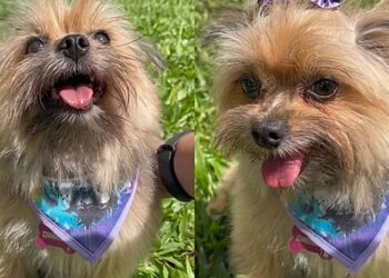 Avó resolve tosar a cachorrinha sozinha, mas resultado foge completamente do controle: “Criou uma nova raça”