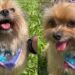 Avó resolve tosar a cachorrinha sozinha, mas resultado foge completamente do controle: “Criou uma nova raça”
