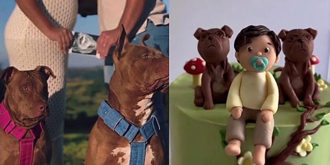 “Disseram que não era seguro”: Casal se recusa a doar pitbull após gravidez