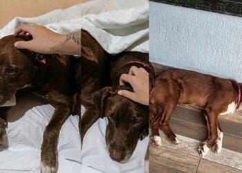 “Eles ficaram 7 dias esperando”: Mesmo devastados pela pior dor do mundo, trio de cães ficam juntos