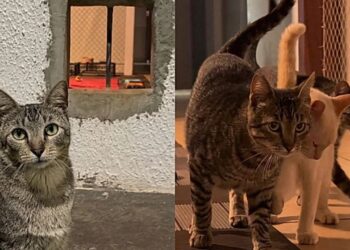 Mulher cria abertura na parede de casa e dá acesso a abrigo perfeito para gatos de rua