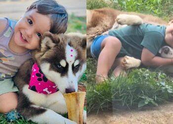 Menino fica famoso por abraçar todos os cães e história viraliza
