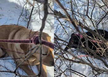 Conhecendo cão há apenas um dia, labrador segue cachorro que fugiu do lar temporário para protegê-lo da nevasca