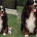 Cão gigante de 60 kg emociona ao brincar com chihuahua de 2 kg sem machucar