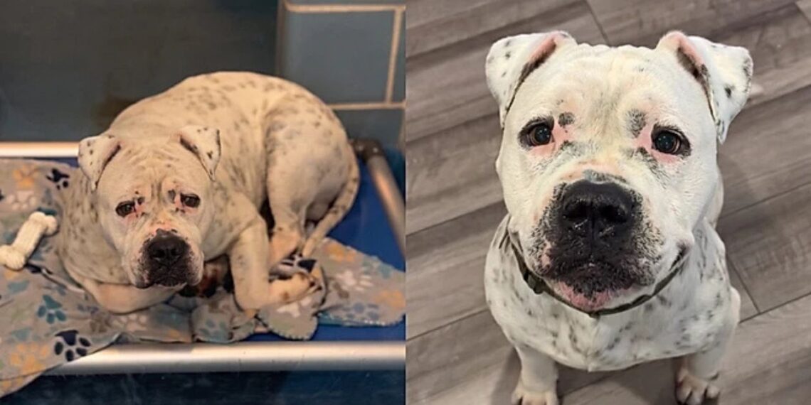Mulher decide adotar o cão mais triste do abrigo, e percebe algo incomum nos primeiros dias