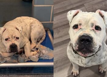 Mulher decide adotar o cão mais triste do abrigo, e percebe algo incomum nos primeiros dias