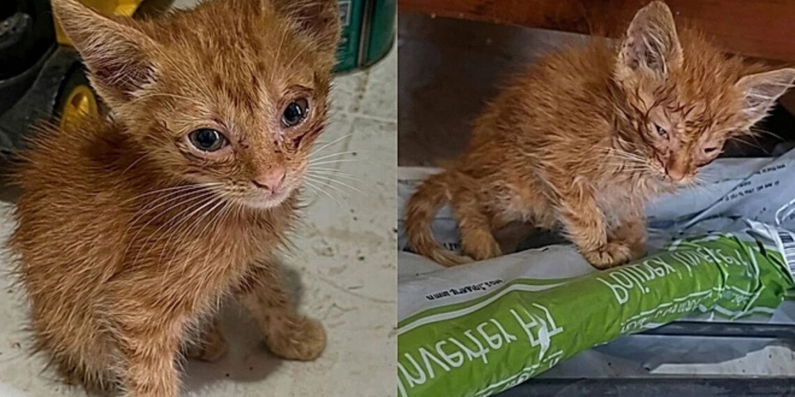 Mulher encontra gata rara ao seguir som misterioso e de brinde adota seu irmão