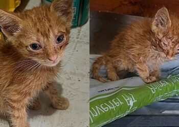 Mulher encontra gata rara ao seguir som misterioso e de brinde adota seu irmão