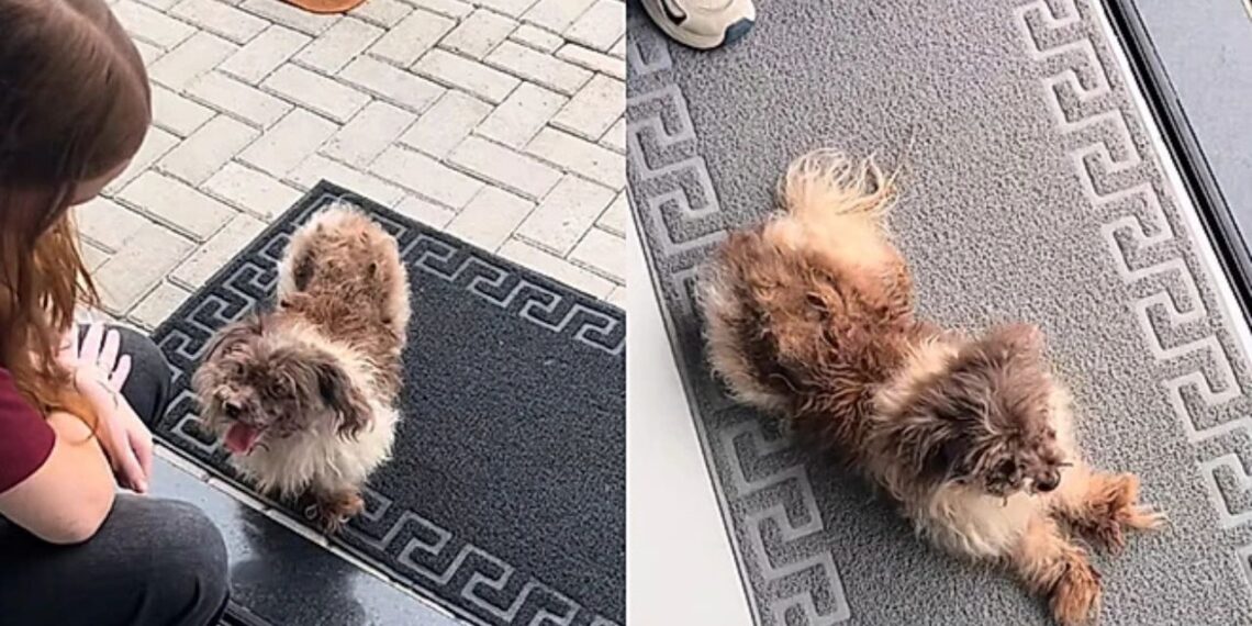 Jovem encontra cachorrinha na porta do trabalho e transforma sua vida