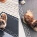 Jovem encontra cachorrinha na porta do trabalho e transforma sua vida