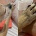 Homem só consegue partir após se despedir da cachorrinha que tanto amou e caso comove