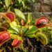 A planta caçadora que não precisa de adubos ricos em nitrogênio e tem impressionado ao sobreviver apenas em musgo Sphagnum