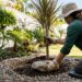 A planta rústica que virou a favorita de jardins de pedra porque não precisa de terra profunda e suporta semanas sem chuva